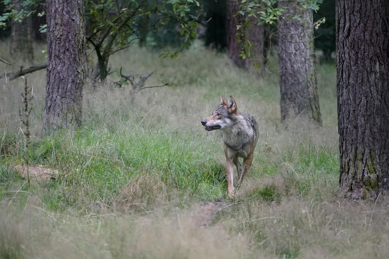 Umweltminister müssen Wolfsregulierung auf den Weg bringen Verbände fordern deutliche Reduzierung des Wolfsbestandes