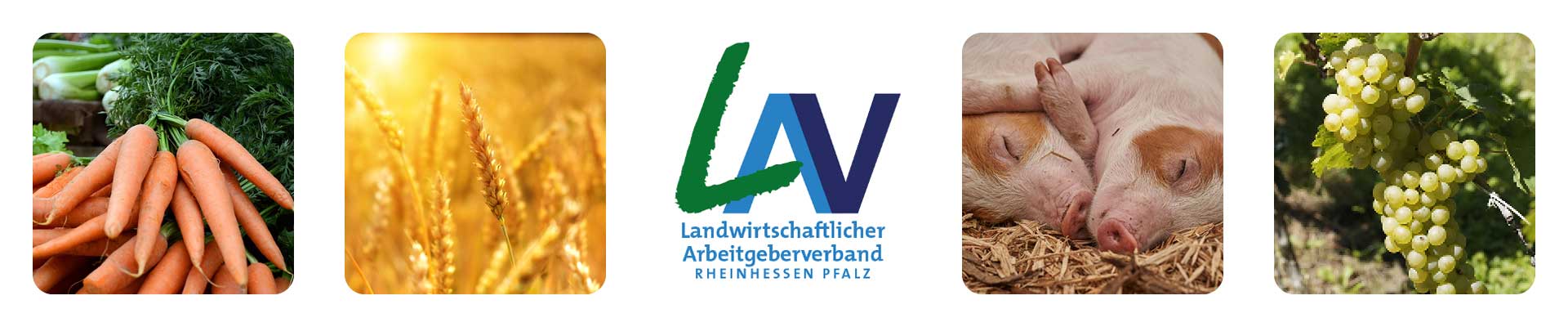 Banner für Header von LAV
