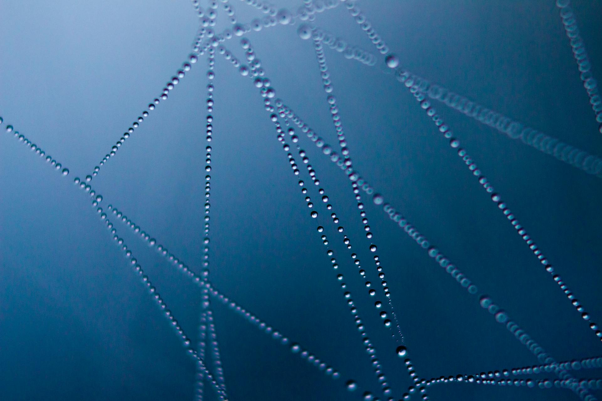 Spinnennetz mit Tautropfen mit blauem Hintergrund