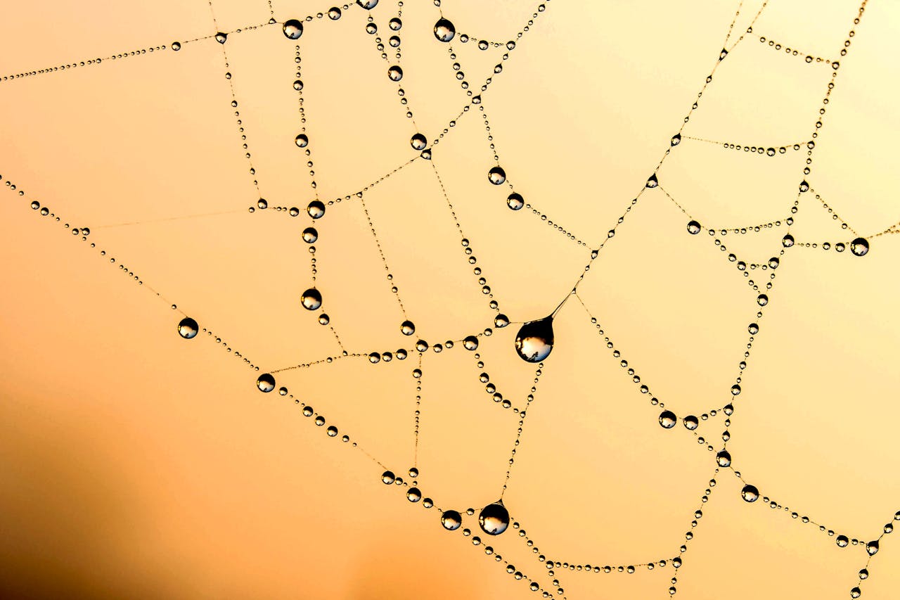 Spinnennetz mit Tautropfen im Sonnenaufgang