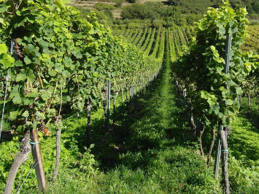 Schnelles und effektives Handeln dringend erforderlich Statement der Weinbauverbände Rheinhessen und Pfalz zum "Weinbaupaket 2025+"